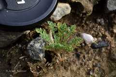 Hypecoum leptocarpum